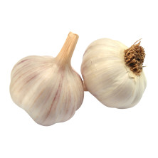 Valkosipuli irto