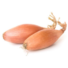 Salottisipuli