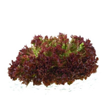 Ås lollo rosso 3kg