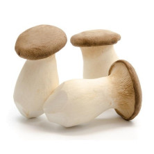 King oyster sieni