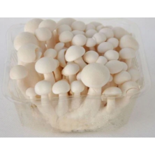 Shiimeji sieni valkoinen 150g rasia