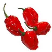 Habanero